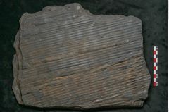 Foto (Detailansicht) von Sigillaria subrotunda Brongniart (NHMW-GEO-2024-0188-11043)